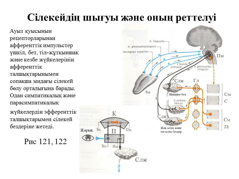 Сілекейдің шығуы және оның реттелуі Ауыз қуысының рецепторларынан афференттік импульстер үшкіл, бет, тіл-жұтқыншақ және